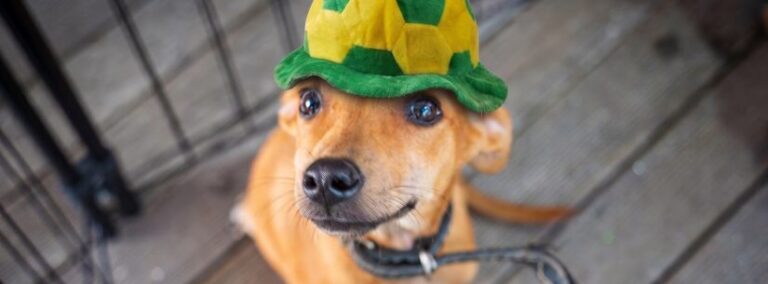 Feira de adoção de cães e gatos acontece