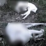 Polícia Civil Identifica Autores de Maus-Tratos a Animais