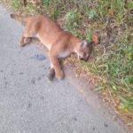 Onça-parda é atropelada na rodovia de Mairiporã