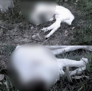 Polícia Civil identifica autores de maus-tratos a animais