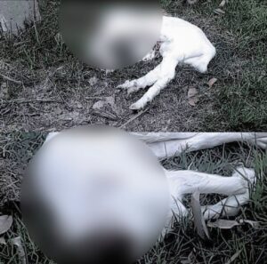 Polícia Civil prende dois por decapitar cabras em Caraguatatuba