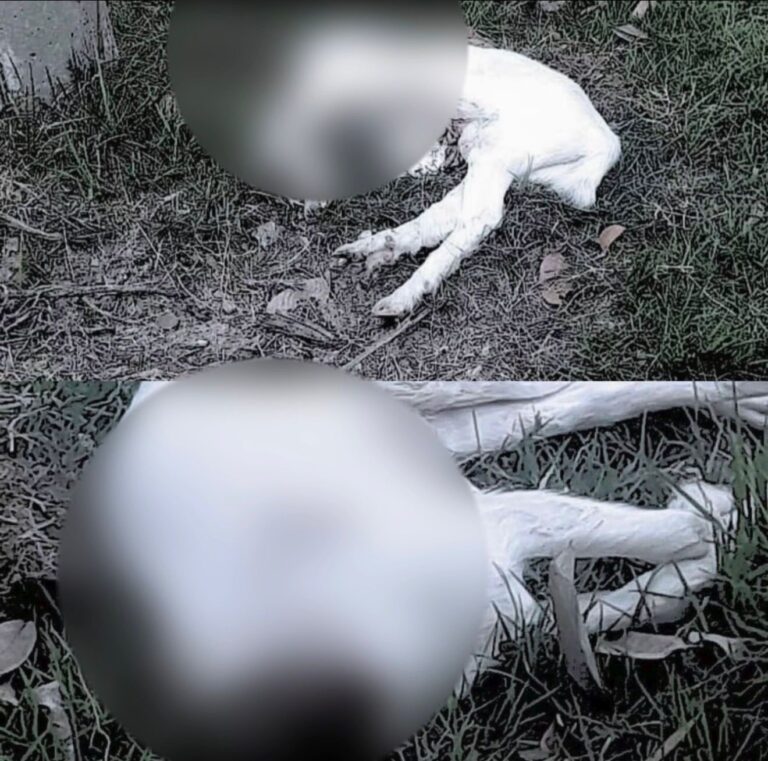 Polícia Civil prende dois por decapitar cabras em Caraguatatuba