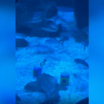 Tubarão no AquaRio ‘prevê’ vitória do Brasil
