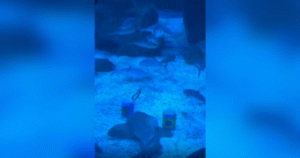 Tubarão no AquaRio ‘prevê’ vitória do Brasil