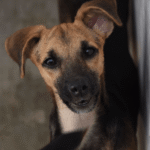 Ilhabela promove vacinação animal semanal