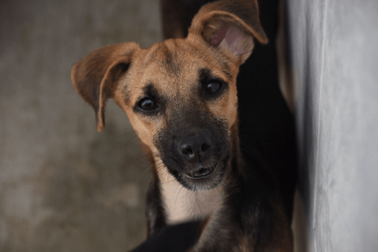 Ilhabela promove vacinação animal semanal