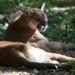 Onça-parda é avistada e alerta é emitido em Barueri
