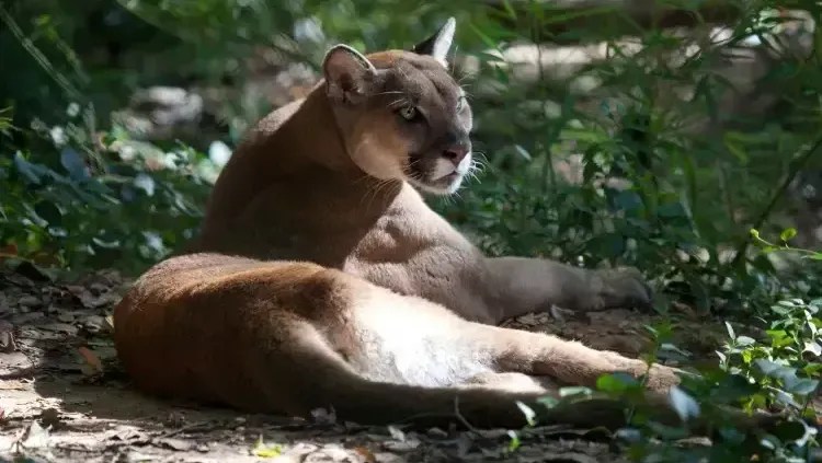 Onça-parda é avistada e alerta é emitido em Barueri