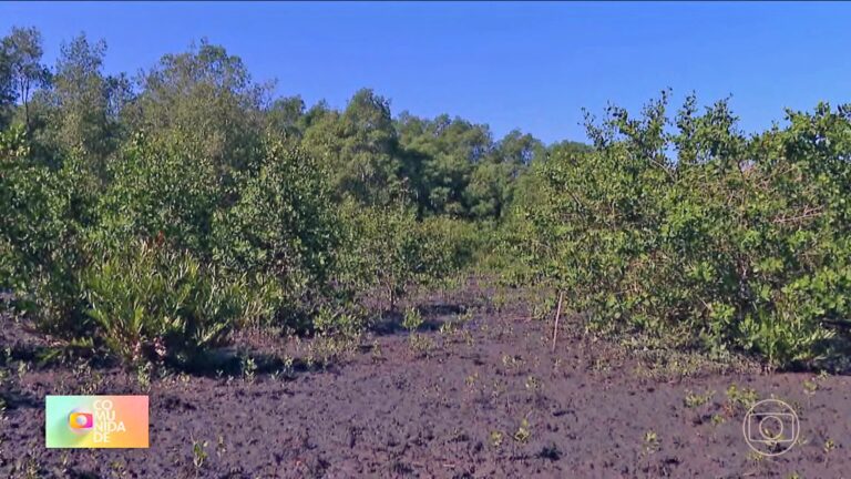 Replantio recupera manguezal em Guapimirim