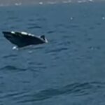 Tubarão-mangona salta em canal de Ilhabela