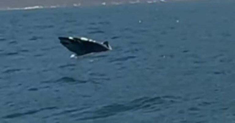 Tubarão-mangona salta em canal de Ilhabela