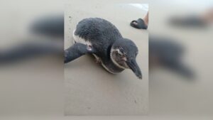 Pinguim resgatado em Bertioga durante migração