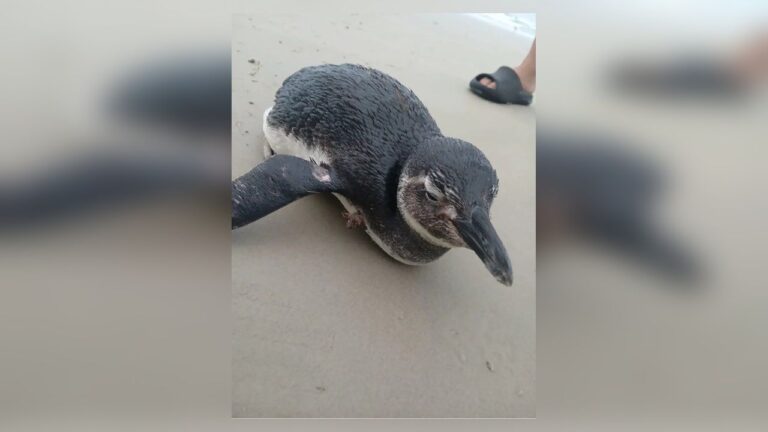 Pinguim resgatado em Bertioga durante migração