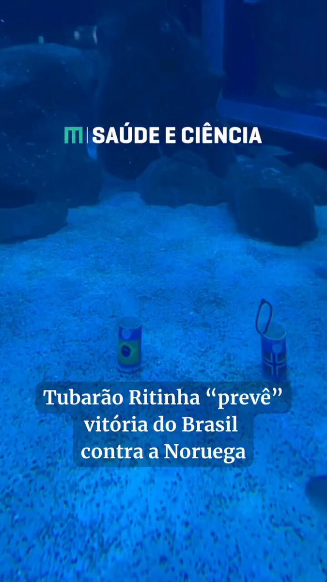 Tubarão no AquaRio escolhe bandeira do Brasil para Copa