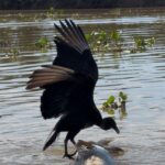 Urubu desequilibra ao tentar comer jacaré no Pantanal
