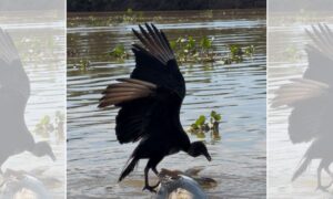 Urubu desequilibra ao tentar comer jacaré no Pantanal