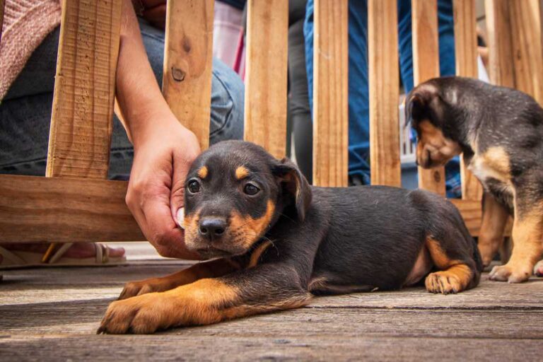 Caraguatatuba realiza feira de adoção animal