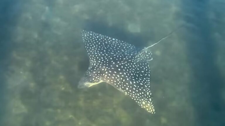 Raia-chita avistada em praia de Ilhabela