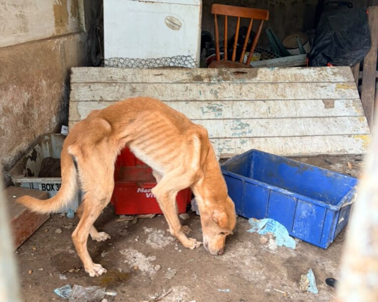 Resgate de quatro cães revela maus‑tratos em São Sebastião