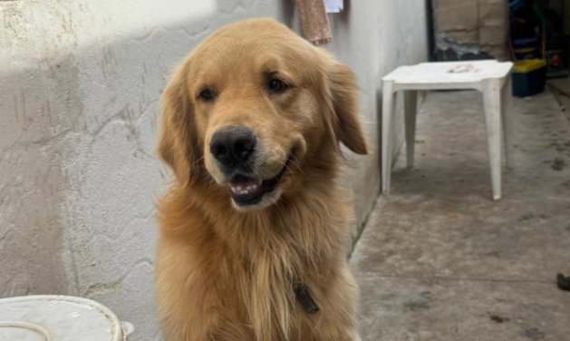 Polícia resgata cinco cães em Camburizinho