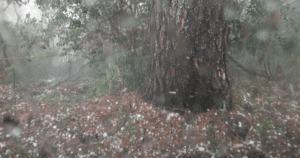 Ciclone bomba traz granizo ao Rio Grande do Sul