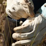 Plantas consideradas extintas são redescobertas no Quadrilátero Ferrífero