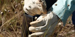 Plantas consideradas extintas são redescobertas no Quadrilátero Ferrífero