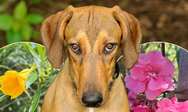 Plantas ornamentais podem ser tóxicas para pets