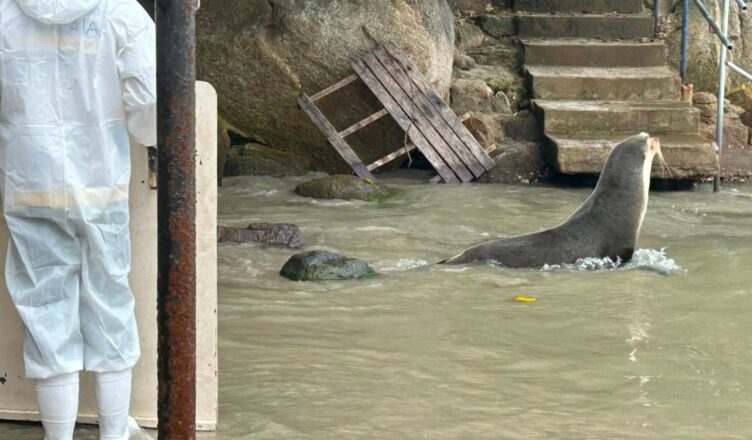 Lobo-marinho retorna ao mar após maré alta