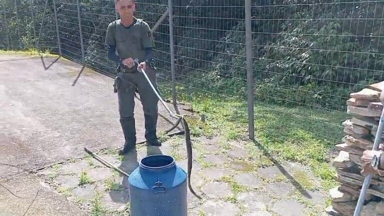 Serpente venenosa é resgatada em Bertioga