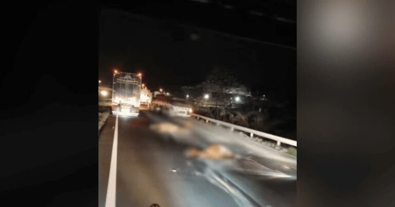 Cavalos invadem rodovia e causam acidente mortal