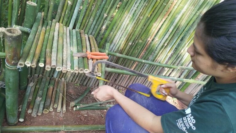 Estado inclui 11 territórios indígenas no Guardião das Florestas