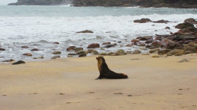 Lobo-marinho resgatado volta ao mar em São Sebastião