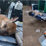 Onça-parda ferida é capturada em Pirassununga