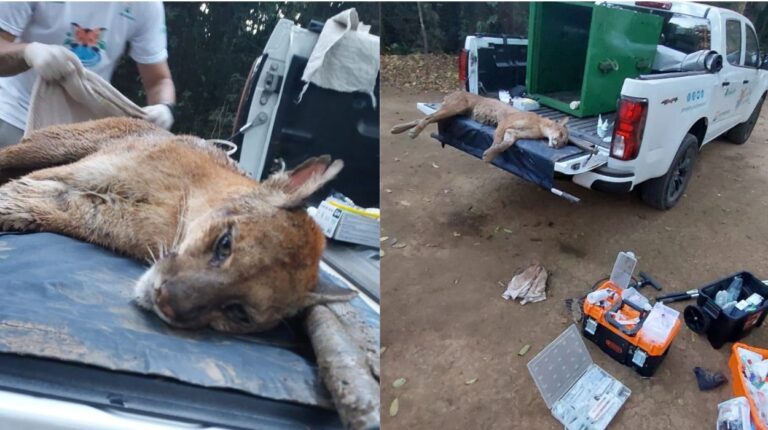 Onça-parda ferida é capturada em Pirassununga