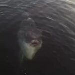 Raro peixe-lua avista no Canal de Ilhabela
