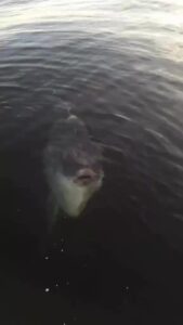 Raro peixe-lua avista no Canal de Ilhabela