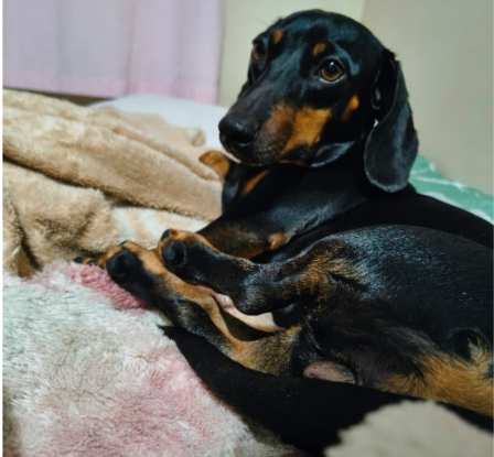 Pandora é encontrada e devolvida aos tutores