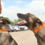 Cães da Core treinam para encontrar corpos em cemitérios
