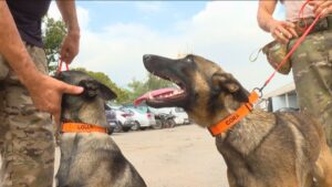Cães da Core treinam para encontrar corpos em cemitérios
