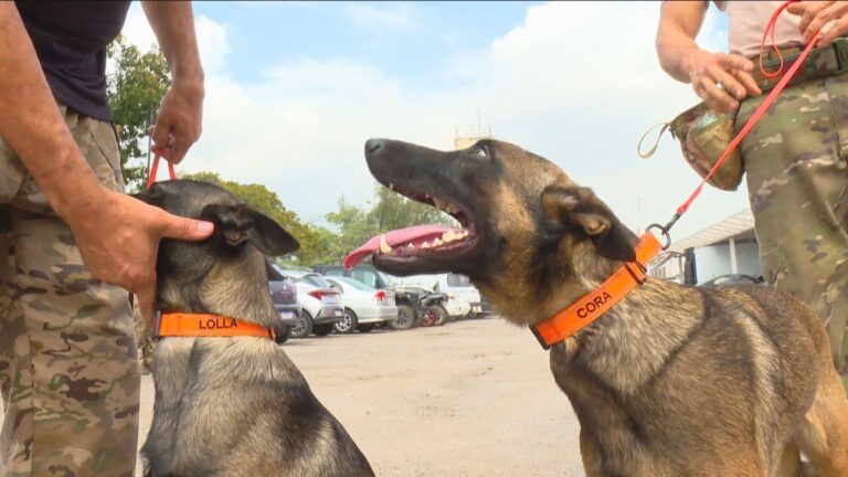 Cães da Core treinam para encontrar corpos em cemitérios