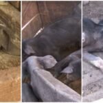 Dono de 142 porcos é multado