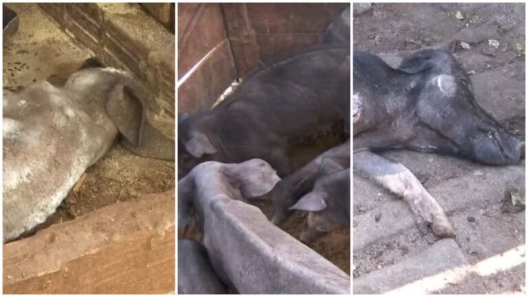 Dono de 142 porcos é multado