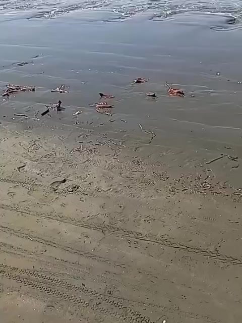 Praia das Palmeiras tem arraia morta e fuligem