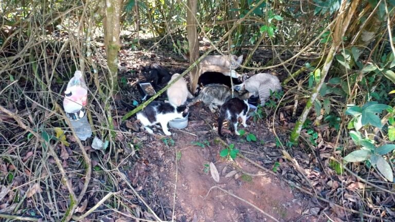 16 gatos abandonados geram multa de R$ 54 mil
