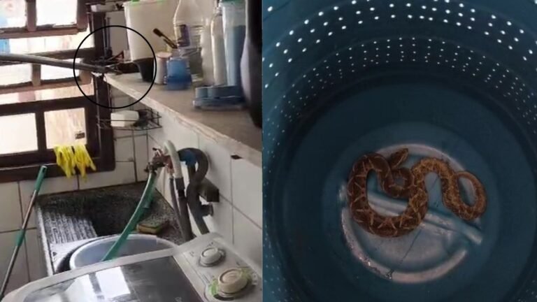 Jararaca capturada em lavanderia no Litoral Norte