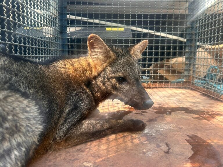 De Volta ao Lar: Polícia Ambiental e Bombeiros resgatam