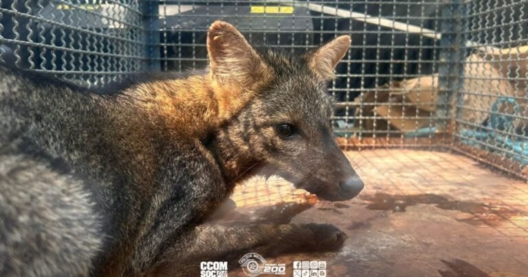 Polícia Ambiental resgata cachorro-do-mato e devolve à mata