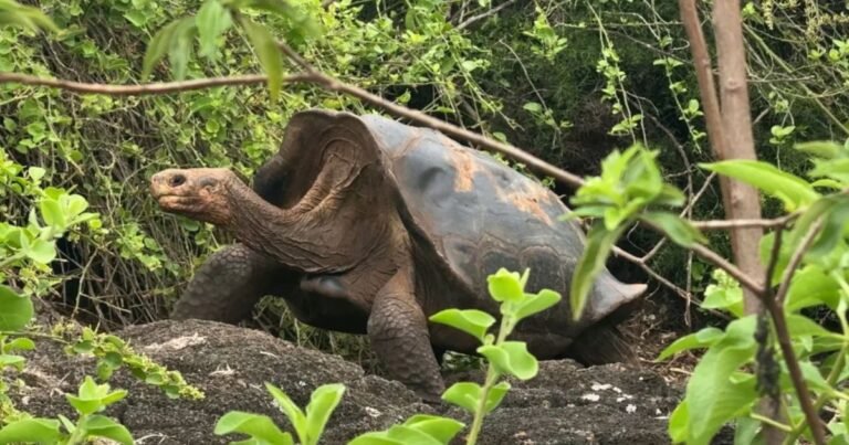 Piratas e baleias devastaram tartarugas de Galápagos