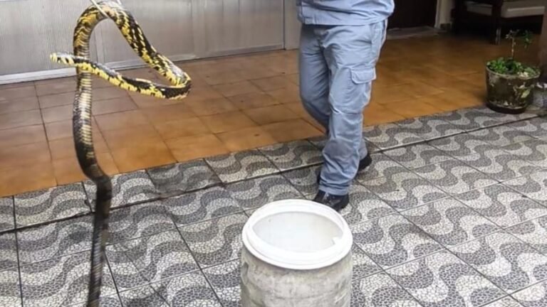 Cobra encontrada em casa mobiliza bombeiros em Ubatuba